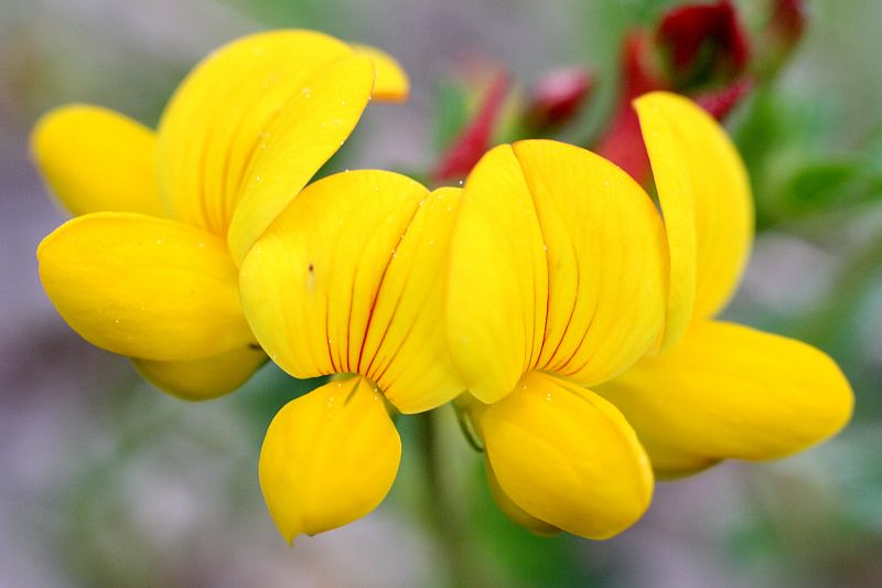 Harilik nõiahammas (Lotus corniculatus)