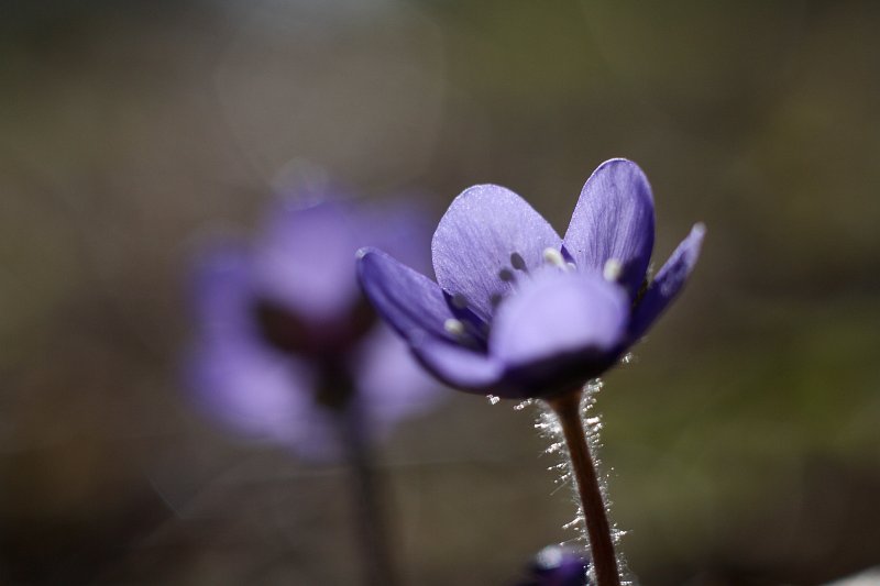 Veel kord sinilill (Hepatica nobilis)