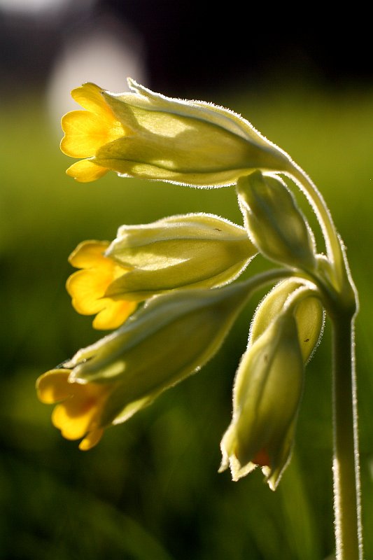 Nurmenukuaeg (Primula veris)