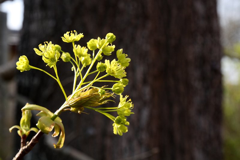 Hariliku vahtra (Acer platanoides) õisik 