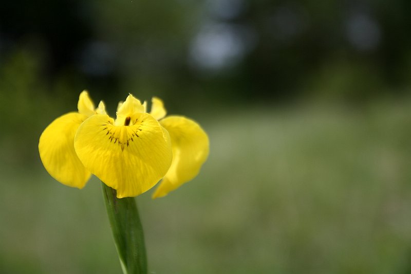 Kollane võhumõõk (Iris pseudacorus)