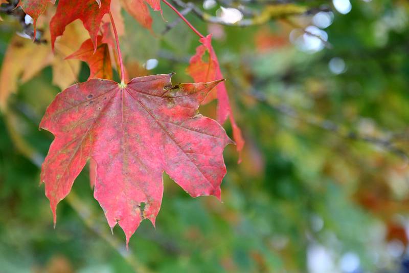 Punane ja roheline - Harilik vaher (Acer platanoides)