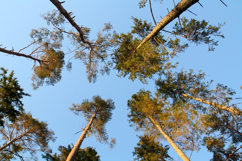Päikese poole - Harilik mänd (Pinus sylvestris)