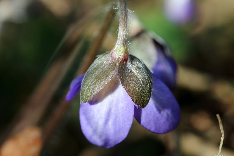 Sinililled (Hepatica nobilis)