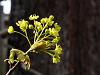 Hariliku vahtra (Acer platanoides) õisik 