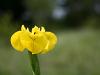 Kollane võhumõõk (Iris pseudacorus)
