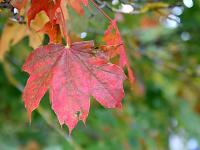 Punane ja roheline - Harilik vaher (Acer platanoides)