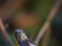 Ärkamine. Harilik sinilill (Hepatica nobilis)