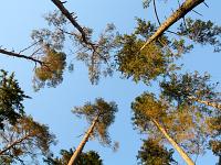 Päikese poole - Harilik mänd (Pinus sylvestris)