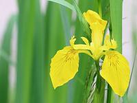 Ilu maanteekraavis - Kollane võhumõõk (Iris pseudacorus)