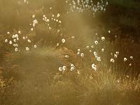 Kümblus hommikupäikeses - tupp-villpea (Eriophorum vaginatum)