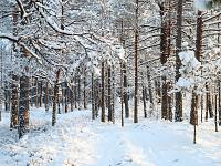 Lumine mets on ilusaim!
